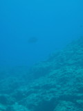 img0039.jpg