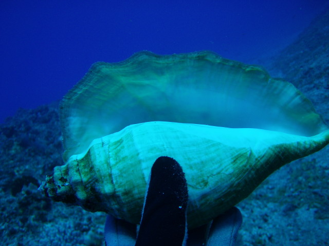 img0005.jpg