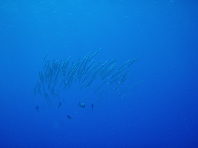 img0020.jpg