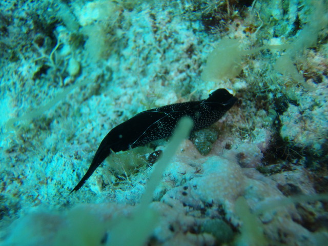img0026.jpg