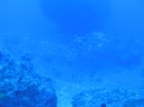 img0001.jpg