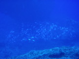 img0003.jpg