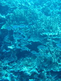 img0008.jpg