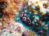 img0009.jpg