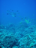 img0011.jpg