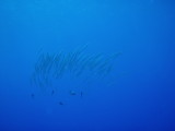 img0020.jpg