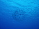 img0021.jpg