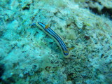 img0025.jpg