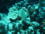 img0028.jpg