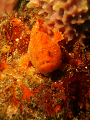 P6130035_thumb.png