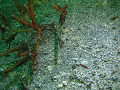 P6130105_thumb.png