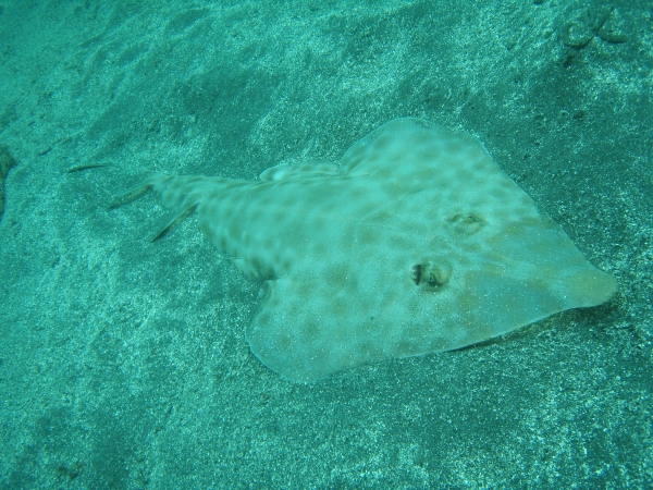 P7190007.jpg