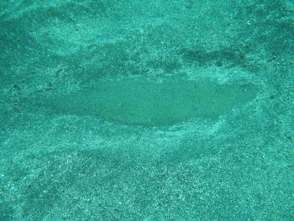 P7190031.jpg