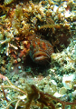 P7190060__thumb.png