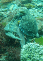 P7190070__thumb.png