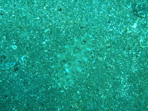 P7190075.jpg