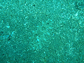 P7190075_thumb.png