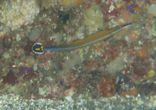 P7190090_.jpg