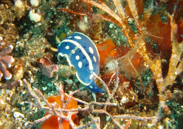 P7190094_.jpg