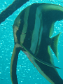 PA040022_thumb.png