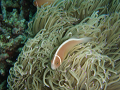 PB150058_thumb.png