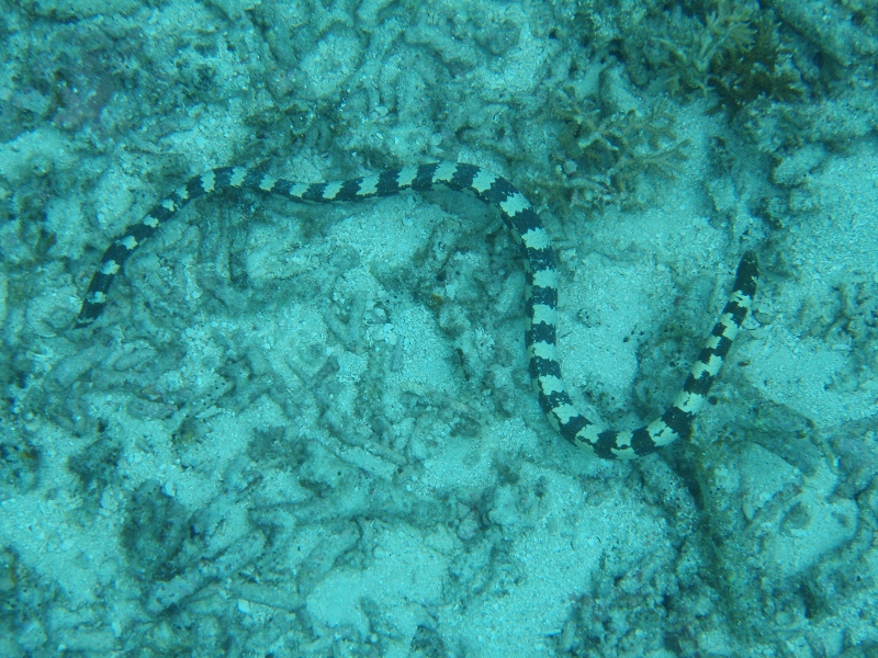 PB150103.jpg