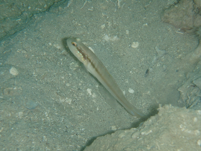 PB160089.jpg